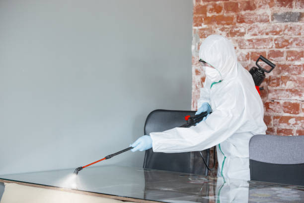 Best Black Mold Removal  in Bonners Ferry, ID