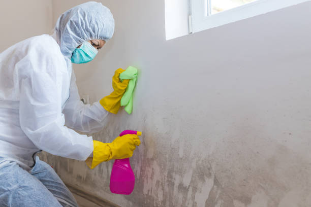 Reliable Bonners Ferry, ID Mold Removal Services Solutions